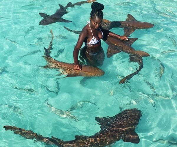 swimming with the sharks